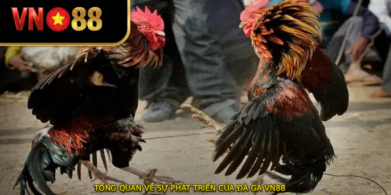 Tổng quan về sự phát triển của đá gà vn88