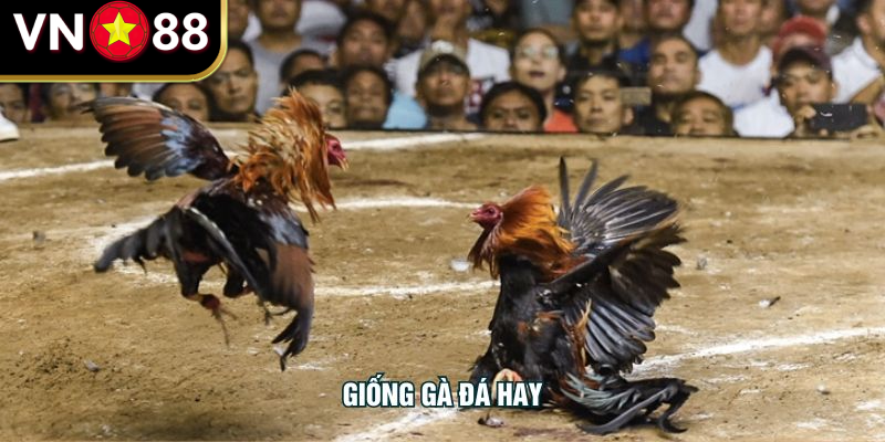 Giống Gà Đá Hay Tại VN88 - Hướng Dẫn Chọn Và Nuôi Dưỡng