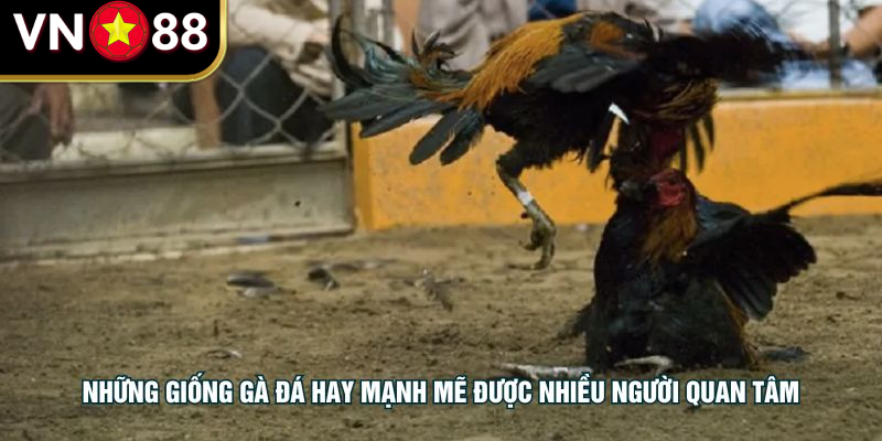 Những giống gà đá hay mạnh mẽ được nhiều người quan tâm