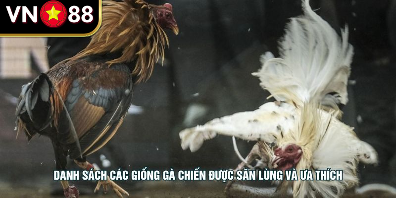 Danh sách các giống gà chiến được săn lùng và ưa thích