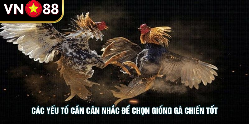Các yếu tố cần cân nhắc để chọn giống gà chiến tốt